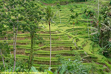 rice terraces